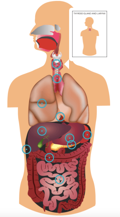 How to Create Image Hotspots with the Elementor Hotspot Widget 3 Biology